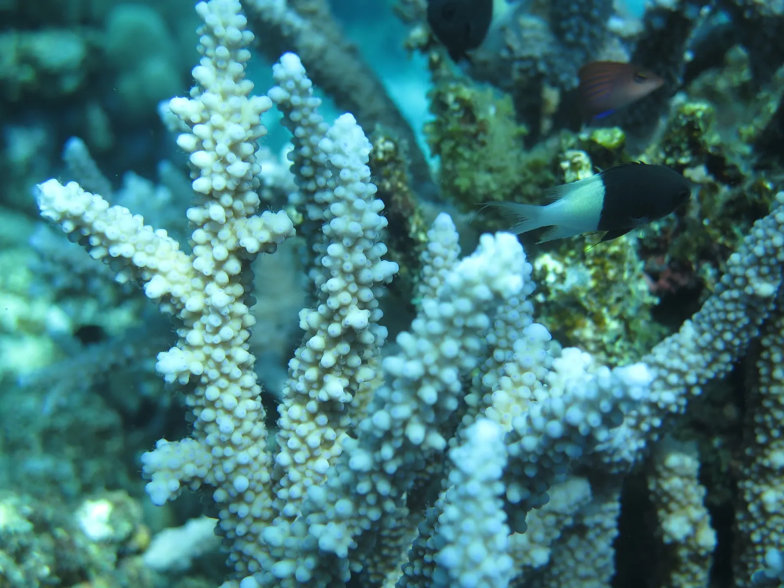 Agancskorall (Acropora hemprichii) – fotó