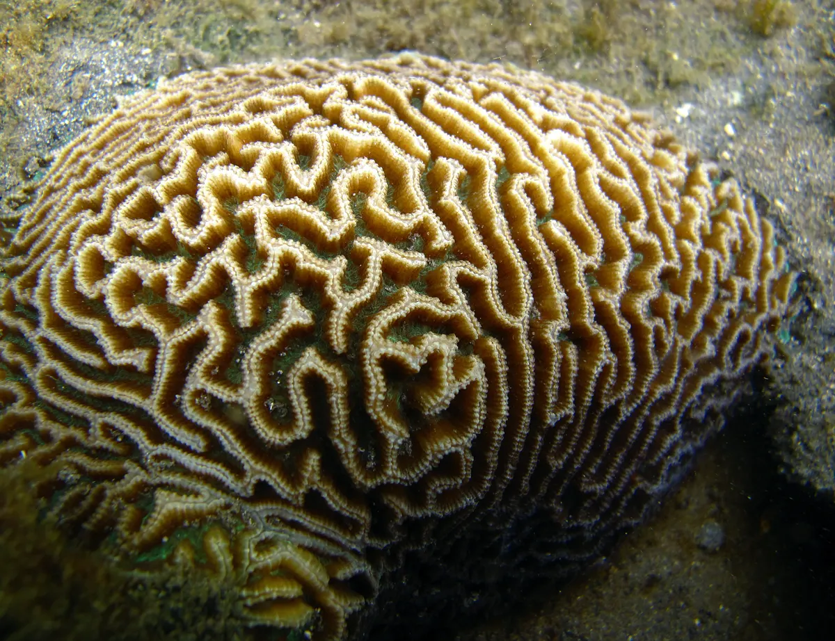 Agykorall (Platygyra daedalea) – fotó