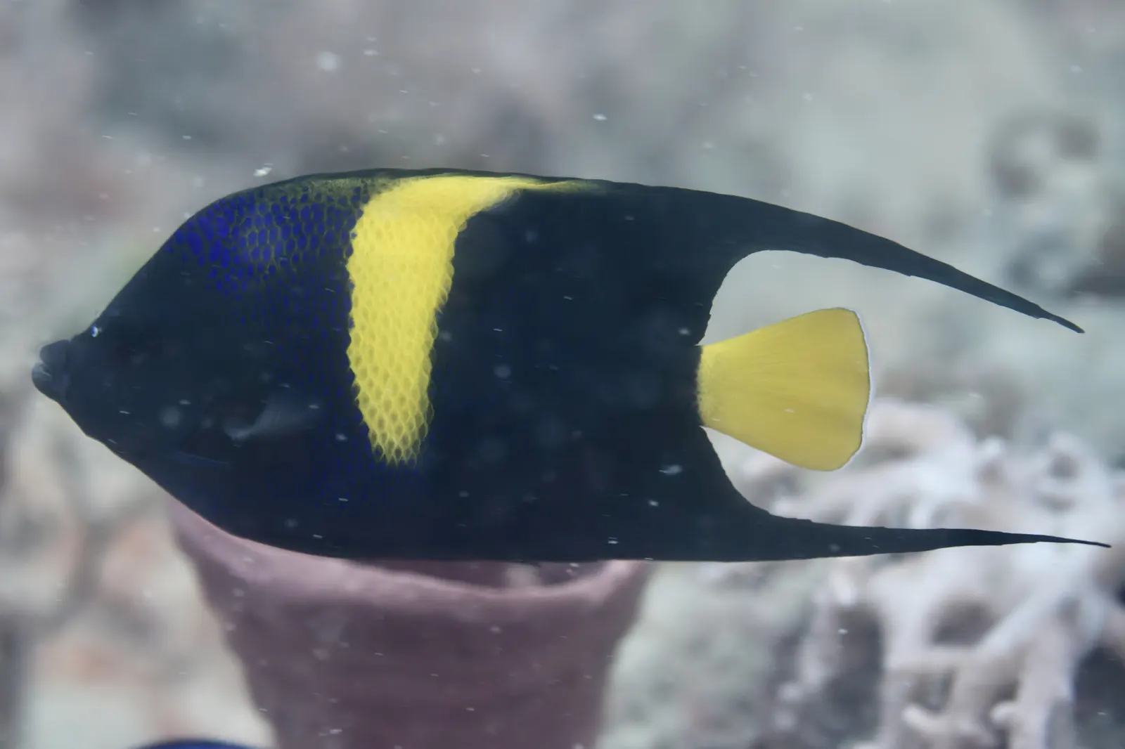 Arabian angelfish (Pomacanthus asfur) – photo