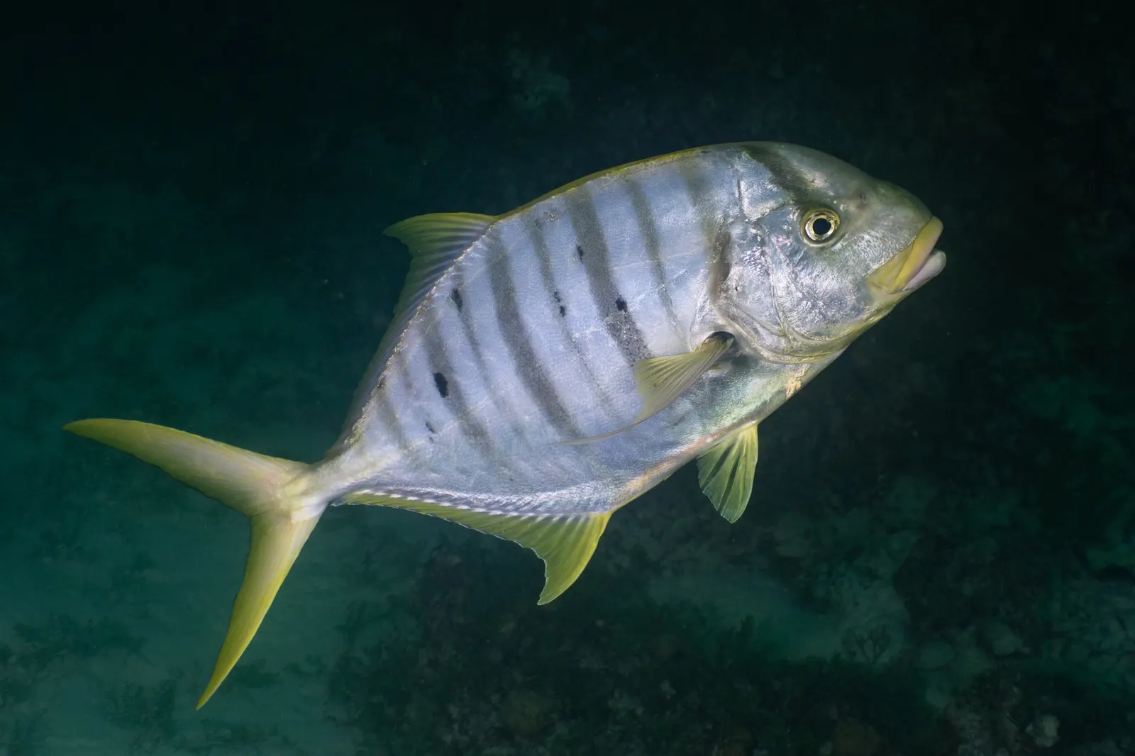 Golden trevally (Gnathanodon speciosus) – photo