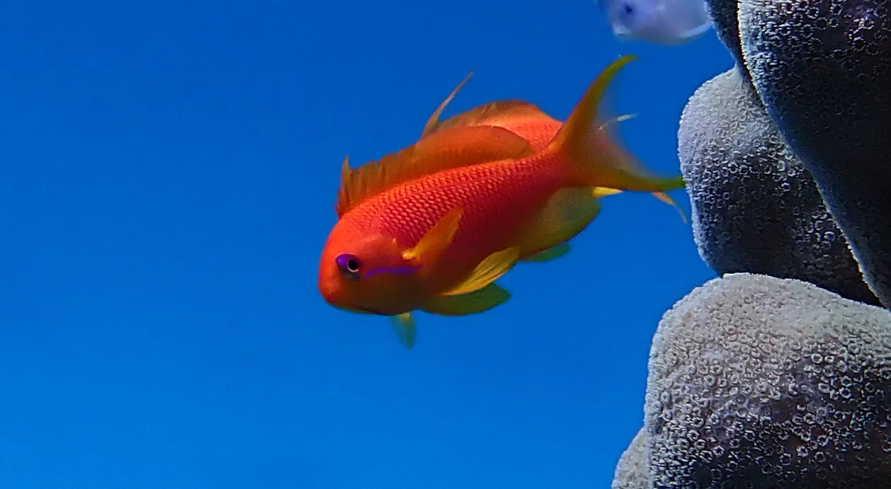 Ékszer-zászlóssügér (Pseudanthias squamipinnis) – fotó