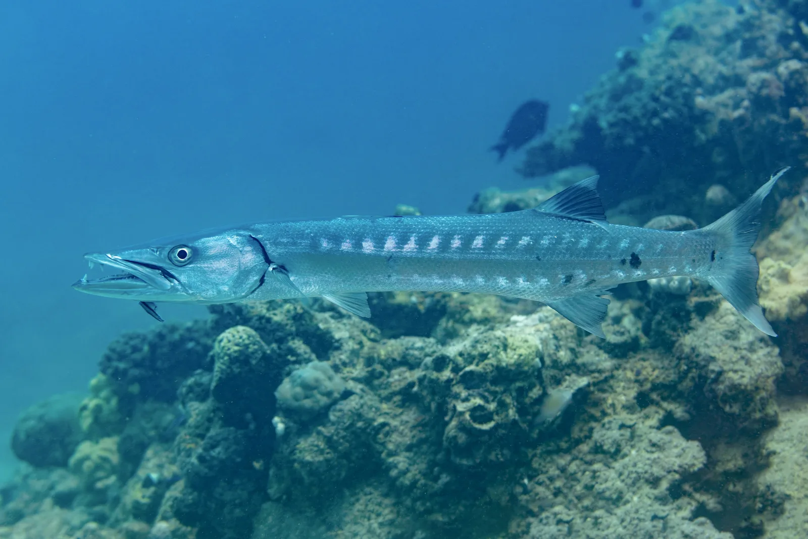 Nagy barrakuda (Sphyraena barracuda) – fotó