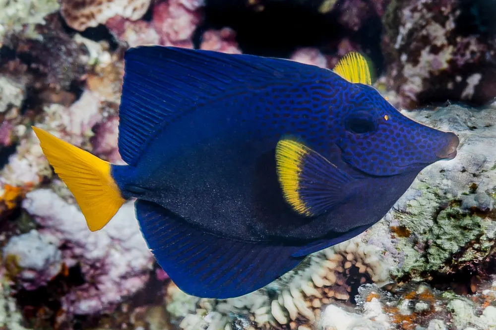 Bíbor doktorhal (Zebrasoma xanthurum) – fotó
