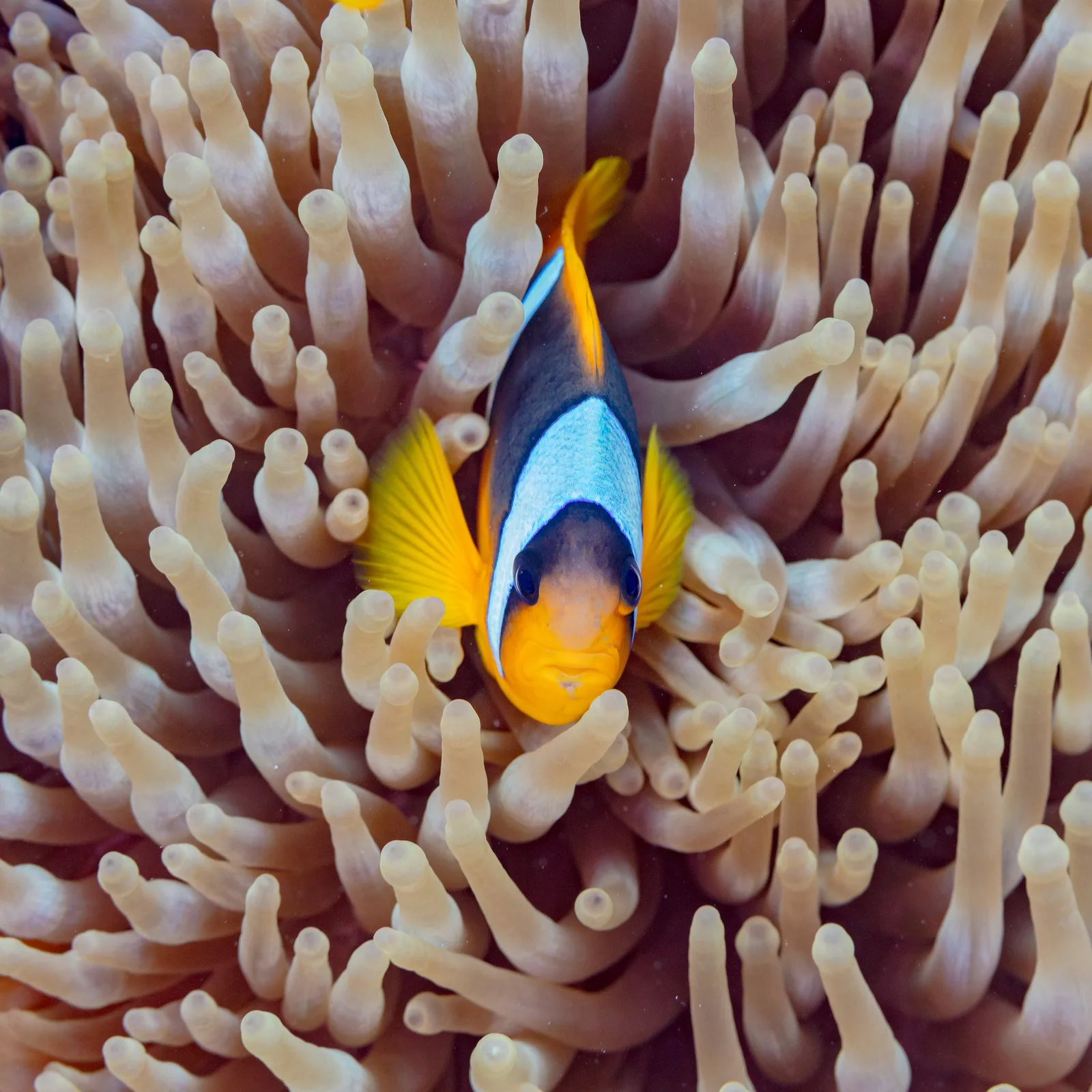 Vörös-tengeri bohóchal (Amphiprion bicinctus) – fotó
