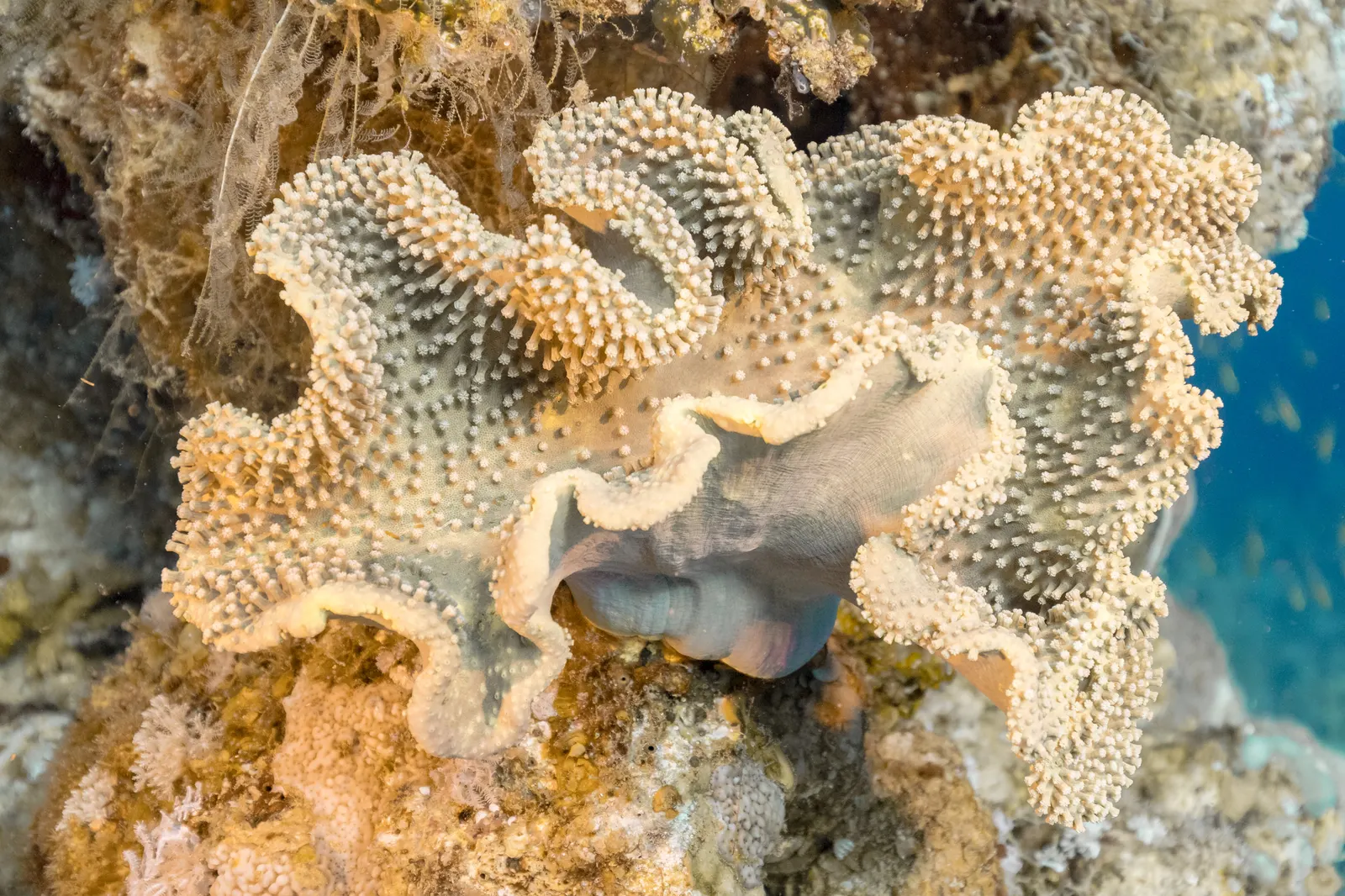 Toadstool leather coral (Sarcophyton glaucum) – photo