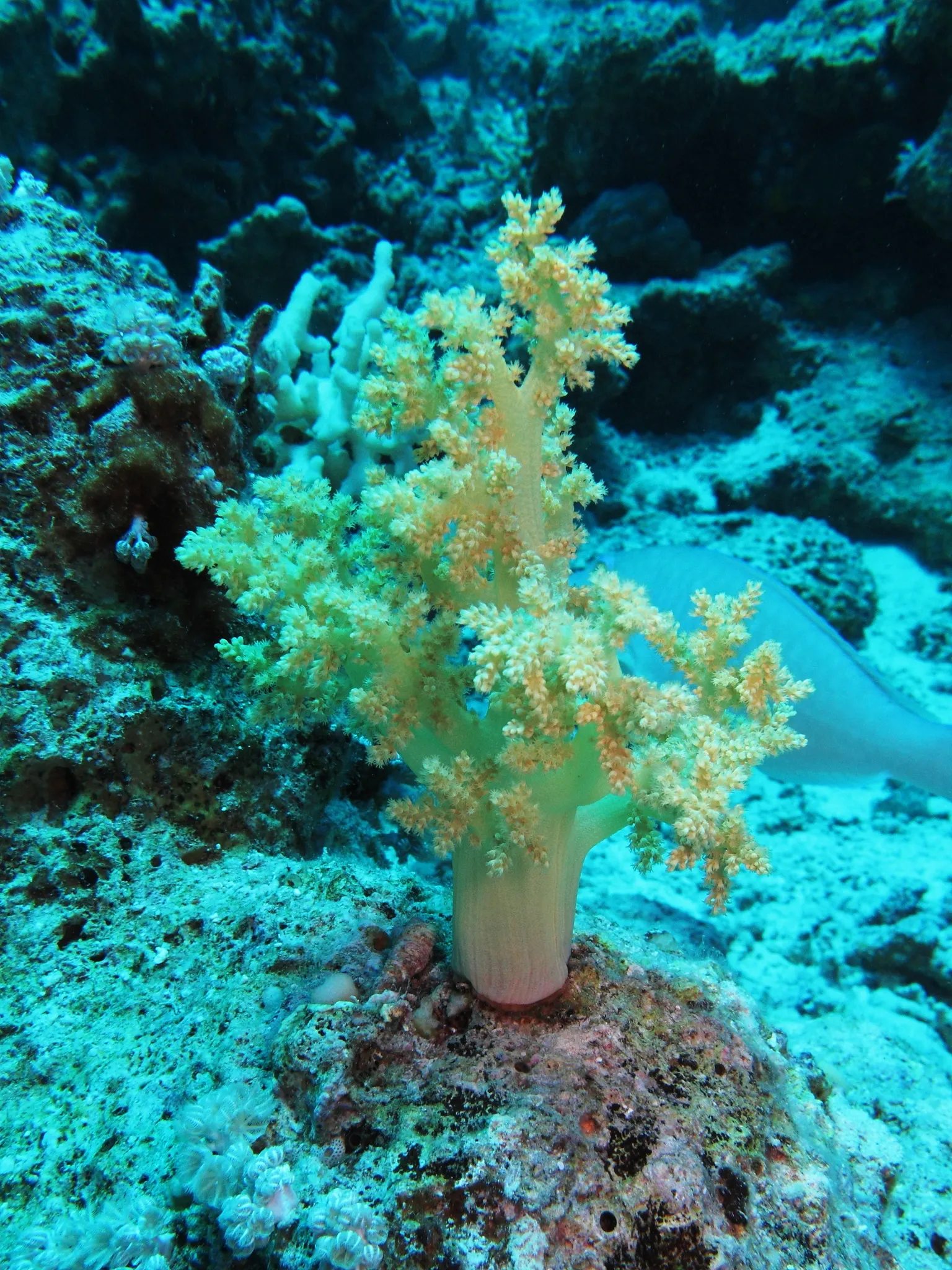 Broccoli soft coral (Litophyton arboreum) – photo