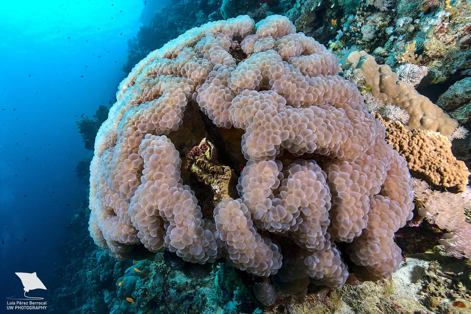 Buborékkorall (Plerogyra sinuosa) – fotó