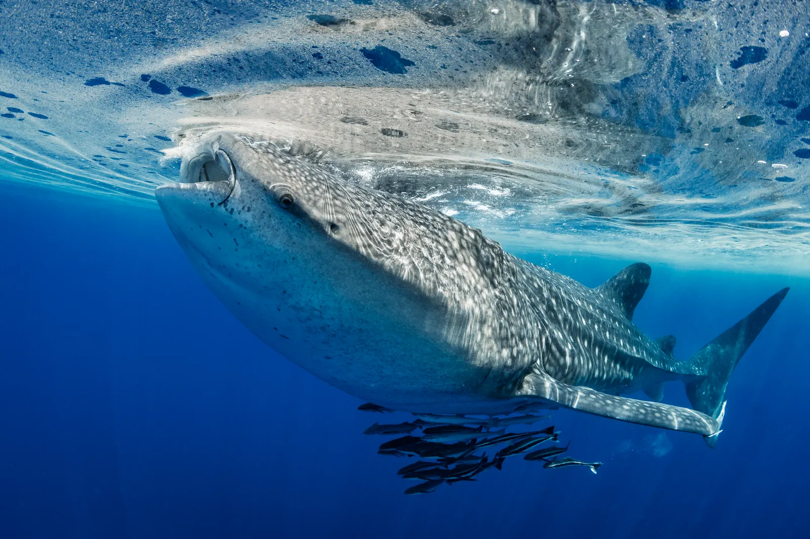 Cetcápa (Rhincodon typus) – fotó