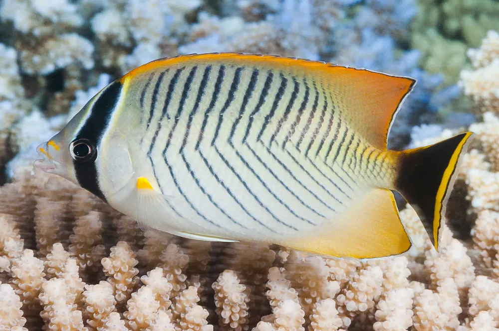 Chevron butterflyfish (Chaetodon trifascialis) – photo