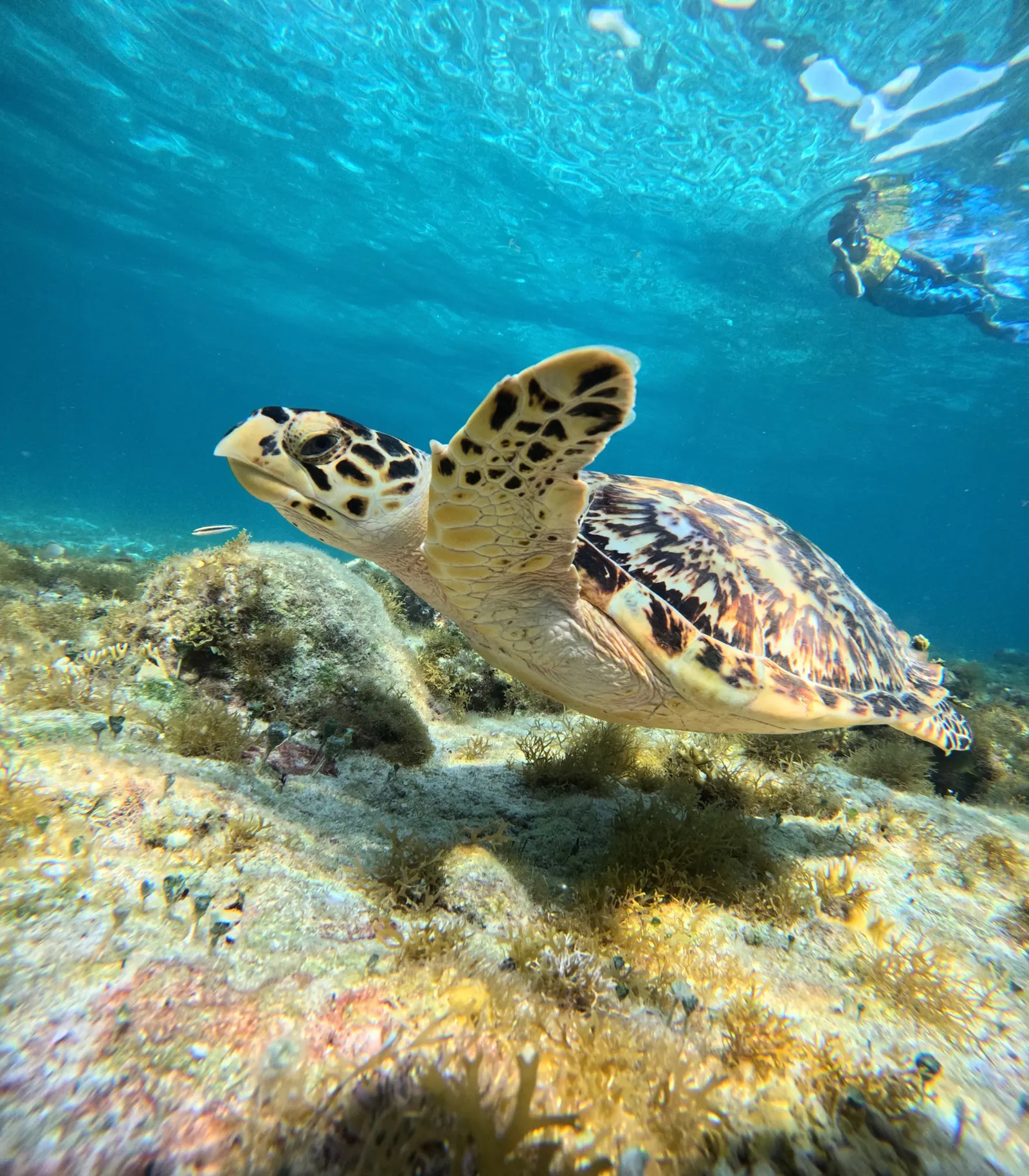 Cserepesteknős (Eretmochelys imbricata) – fotó