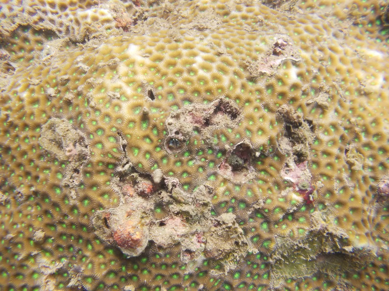 Honeycomb star coral (Favites abdita) – photo