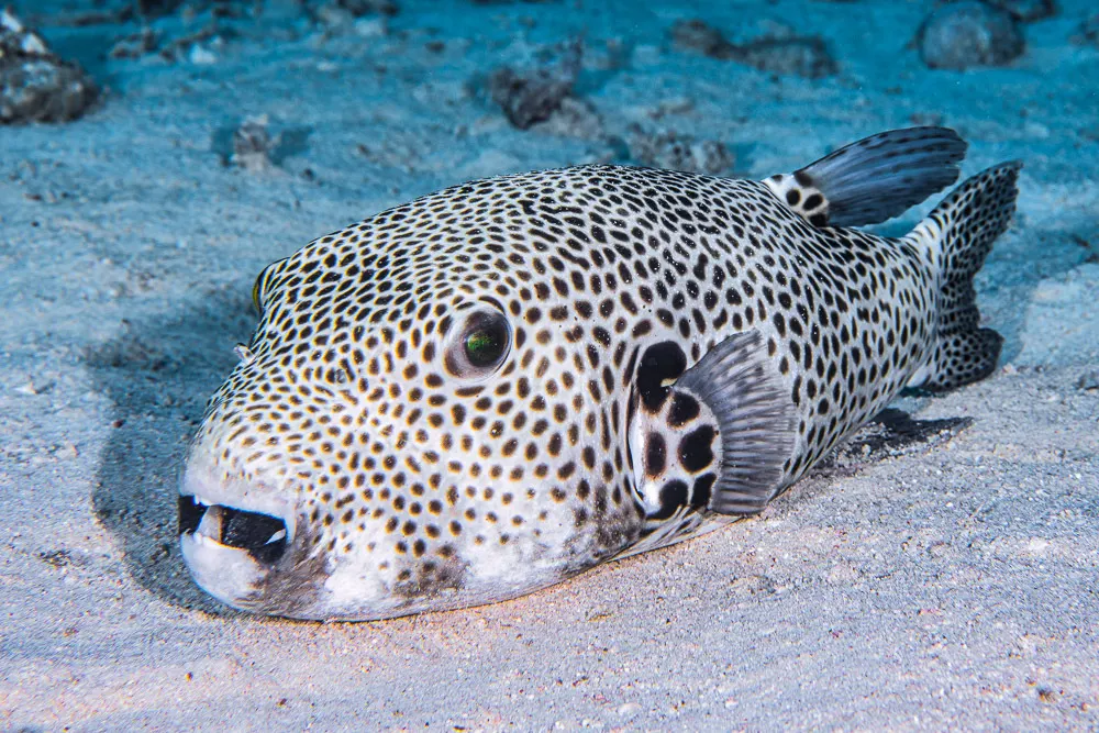 Starry puffer (Arothron stellatus) – photo