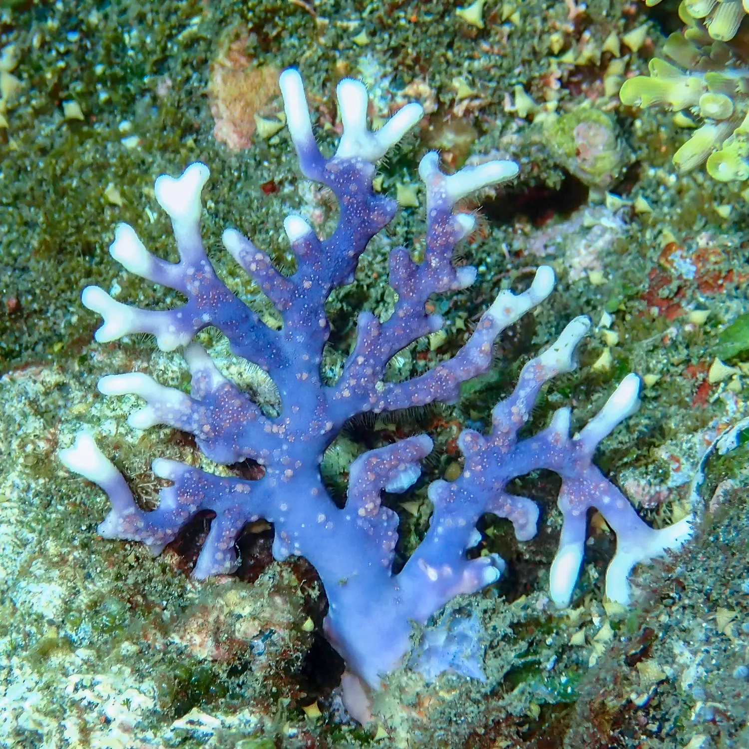 Csipkekorall (Distichopora violacea) – fotó