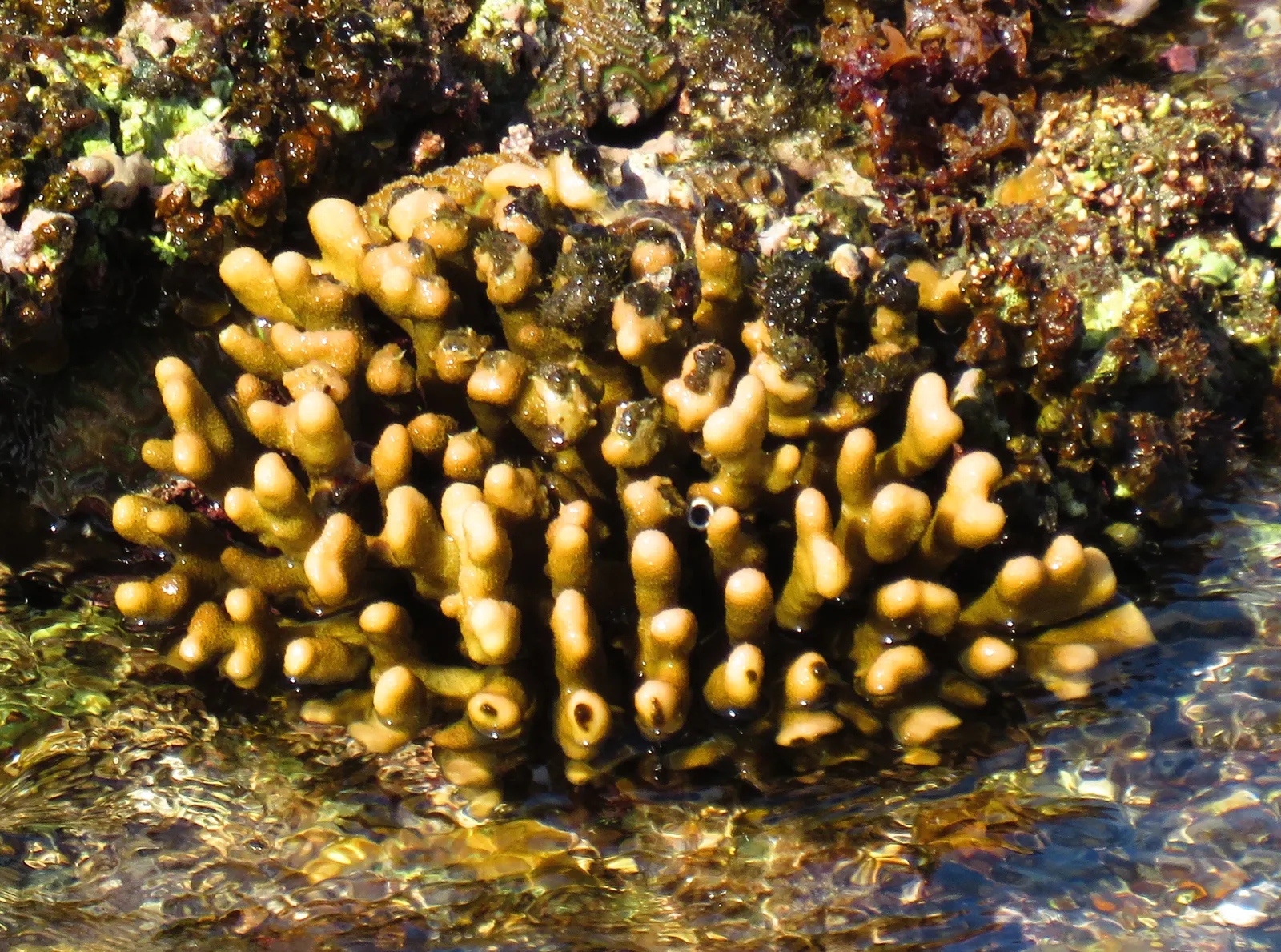 Csuklyáskorall (Stylophora pistillata) – fotó