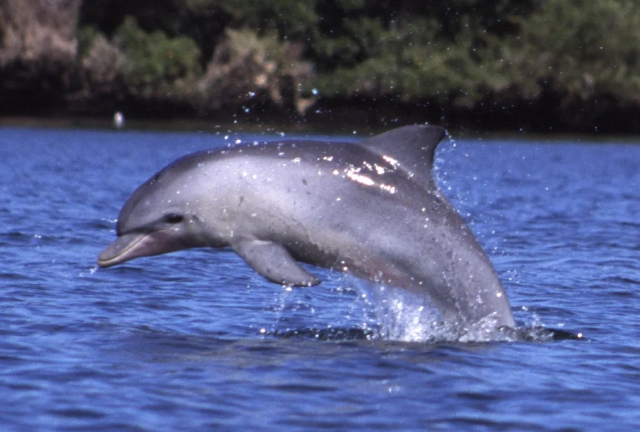 Bottlenose dolphin (Tursiops aduncus) – photo