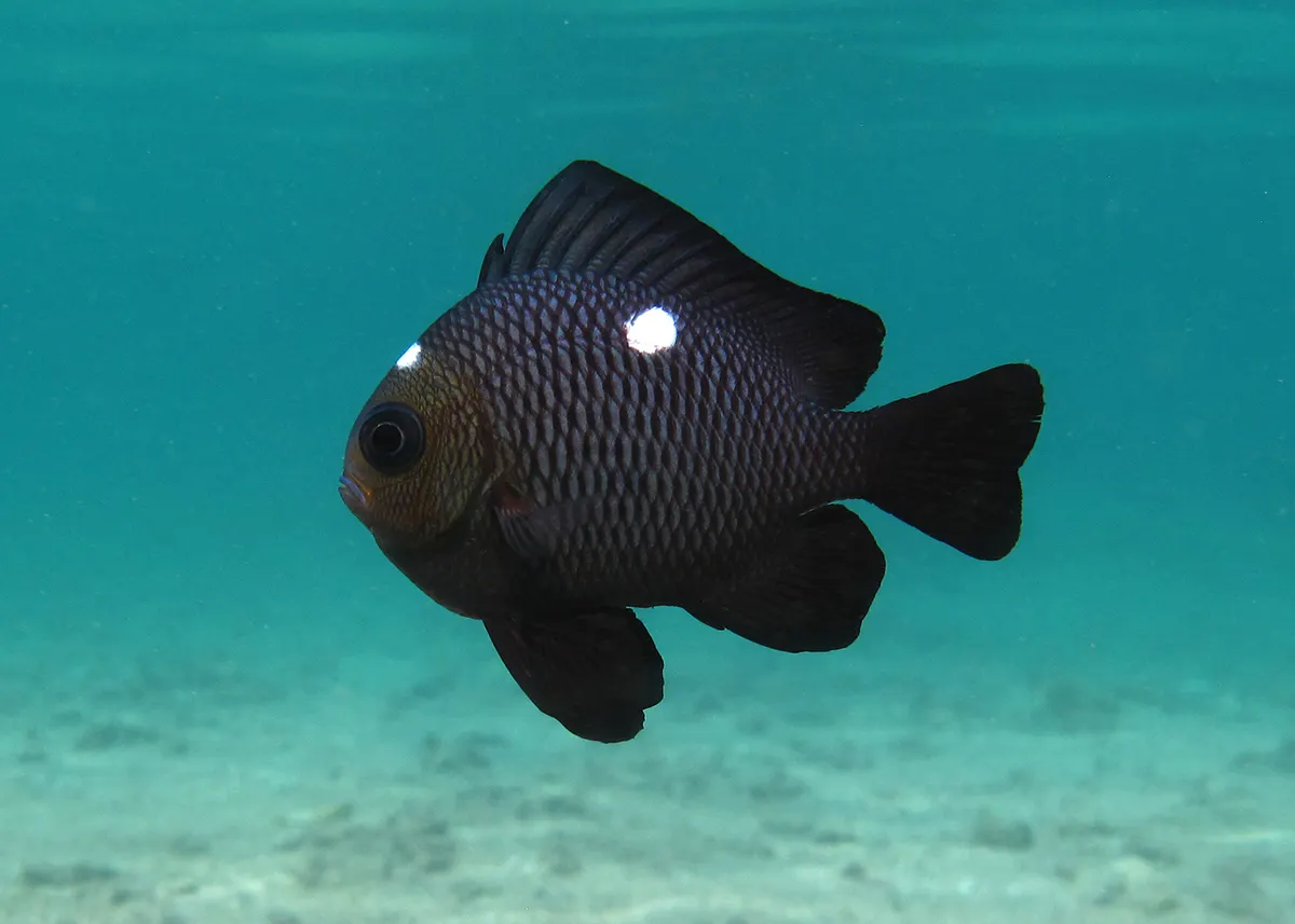 Dominó korallszirthal (Dascyllus trimaculatus) – fotó