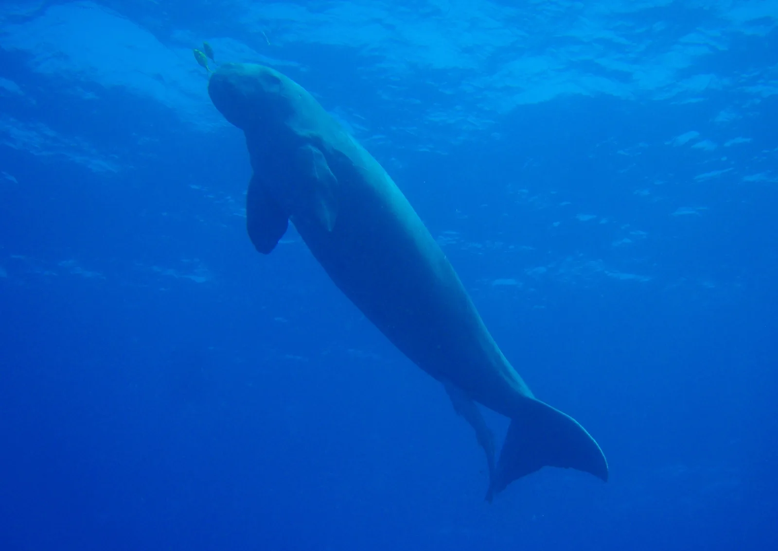 Dugong (tengeritehén) (Dugong dugon) – fotó
