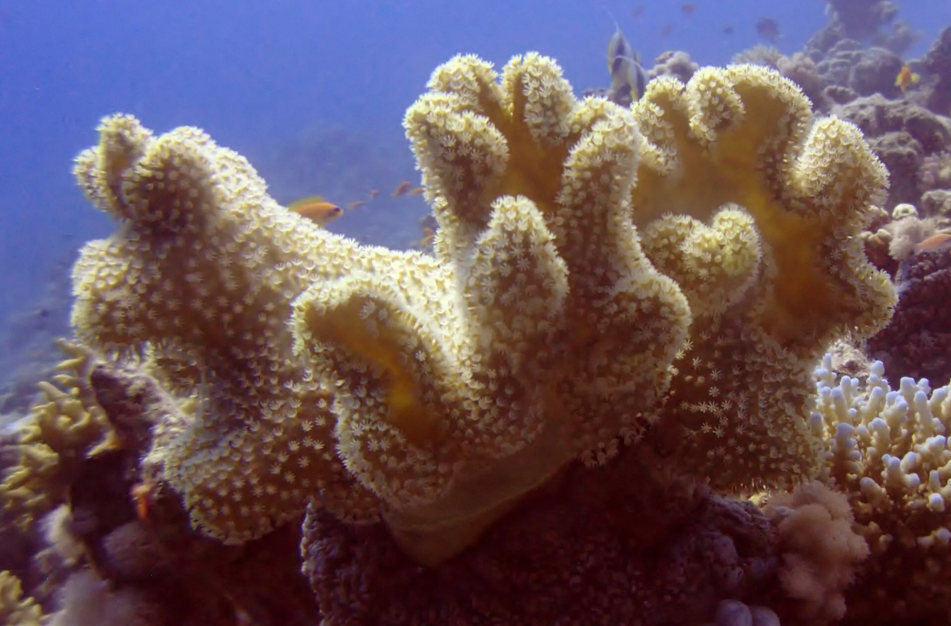 Elephant ear leather coral (Sarcophyton trocheliophorum) – photo