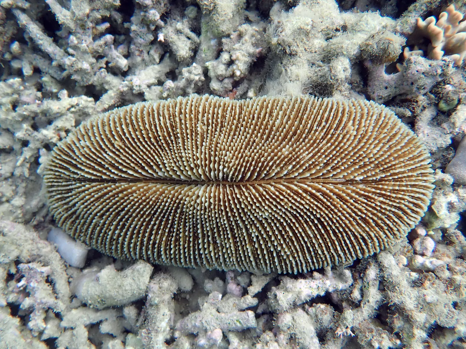 Rough mushroom coral (Ctenactis echinata) – photo
