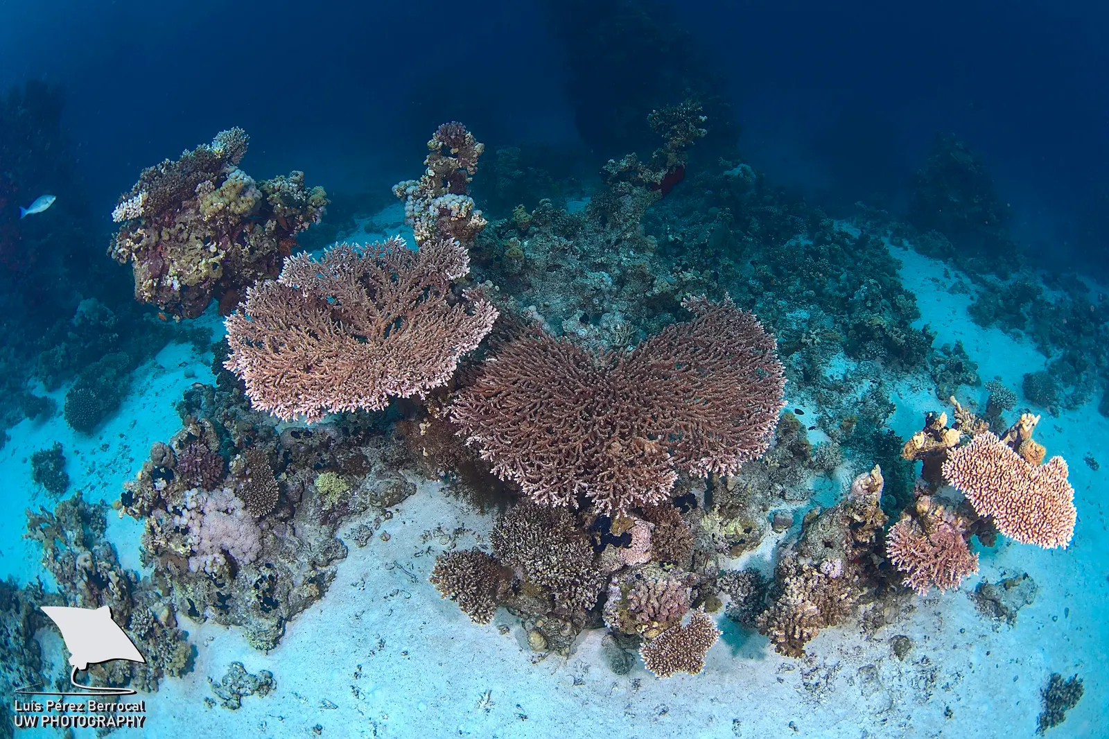 Pharaoh table coral (Acropora pharaonis) – photo