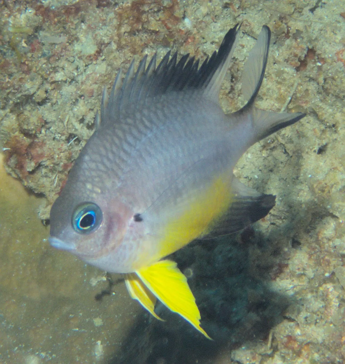 Whitebelly damselfish (Amblyglyphidodon leucogaster) – photo