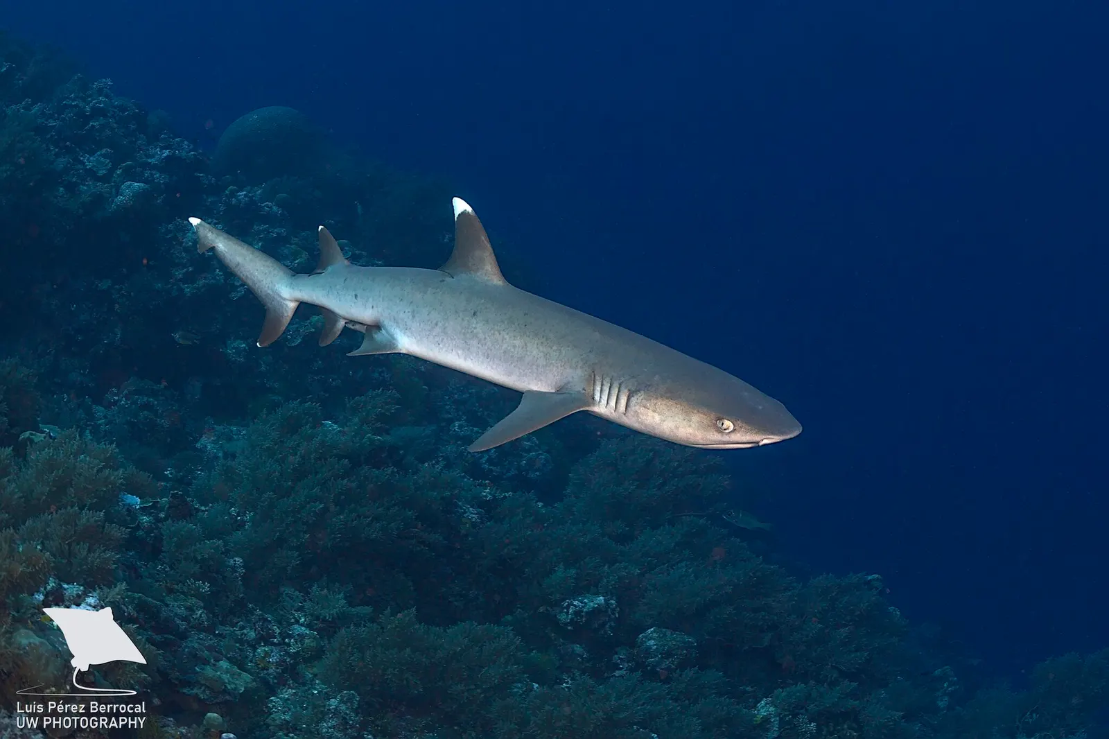 Whitetip reef shark (Triaenodon obesus) – photo