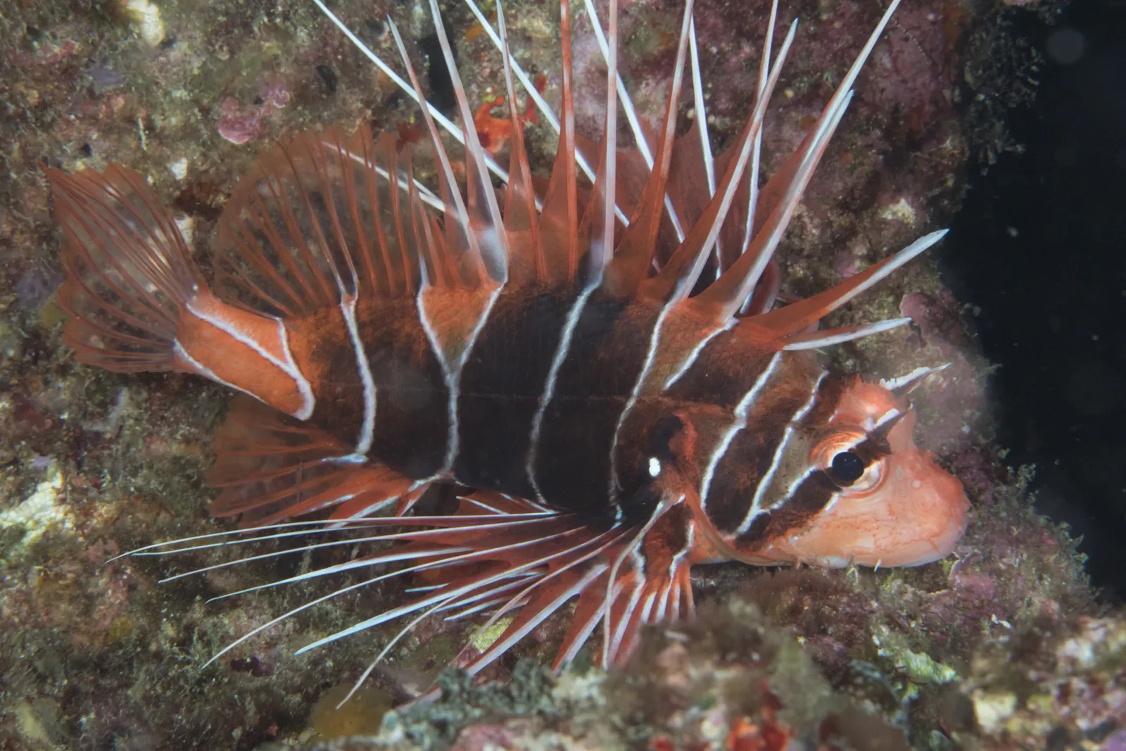 Clearfin lionfish (Pterois radiata) – photo