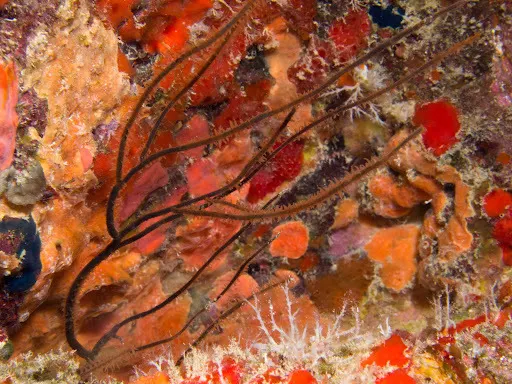 Fekete korall (Antipathes dichotoma) – fotó