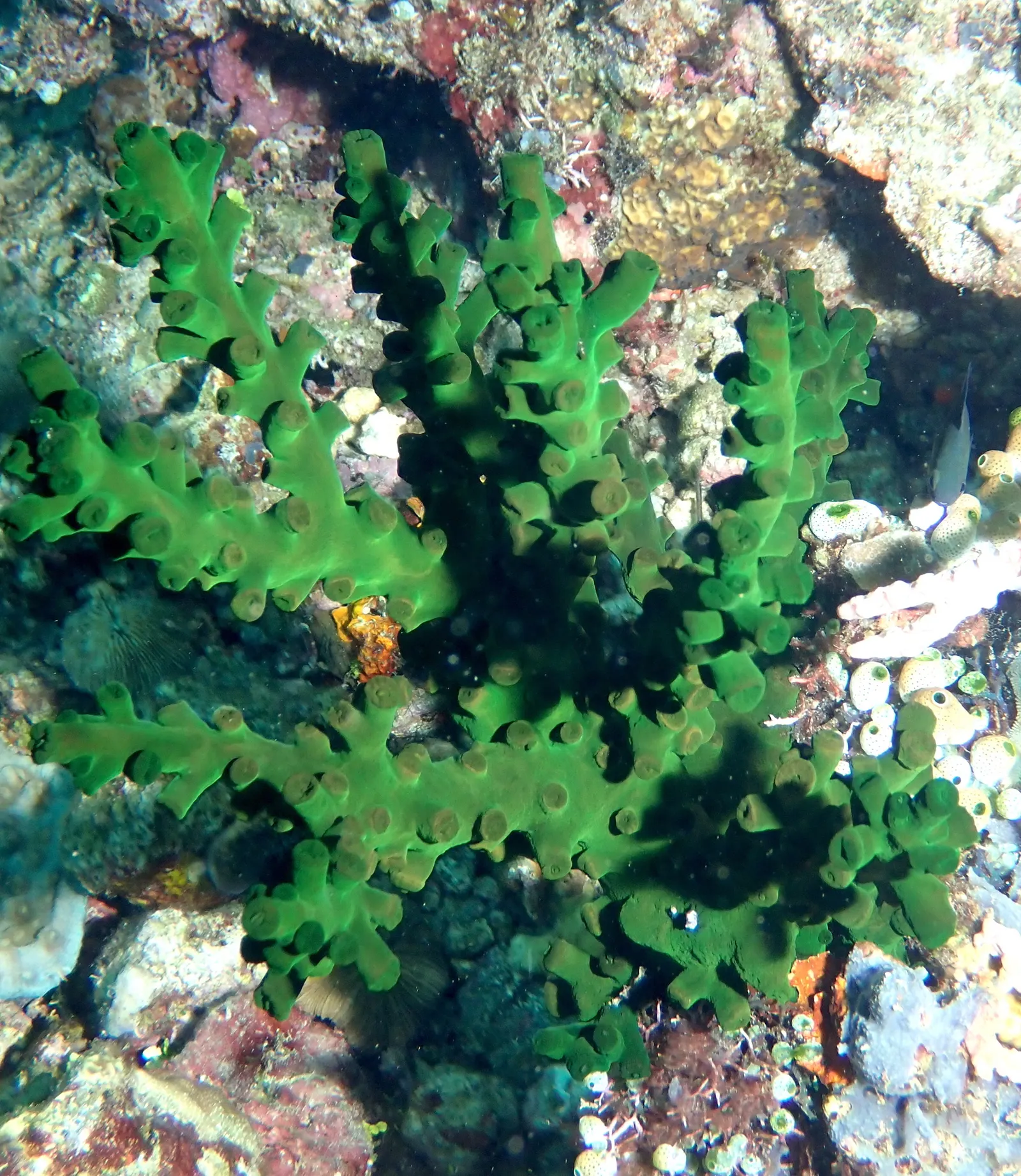Fekete napkorall (Tubastraea micranthus) – fotó
