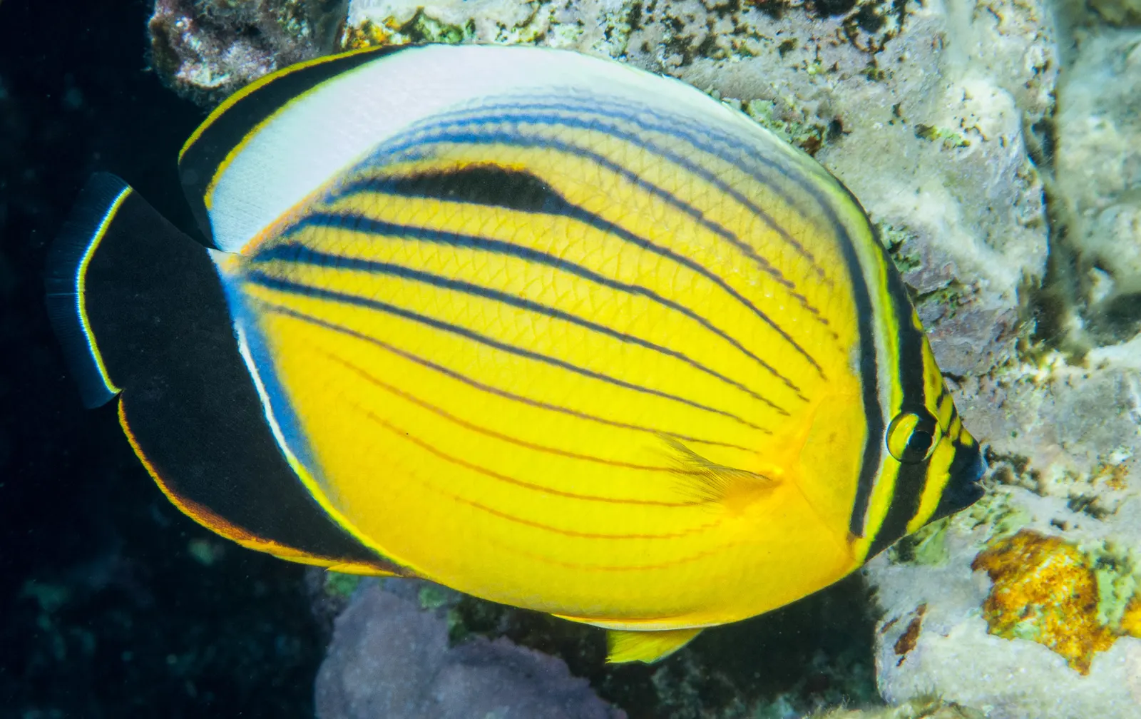 Feketefarkú pillangóhal (Chaetodon austriacus) – fotó
