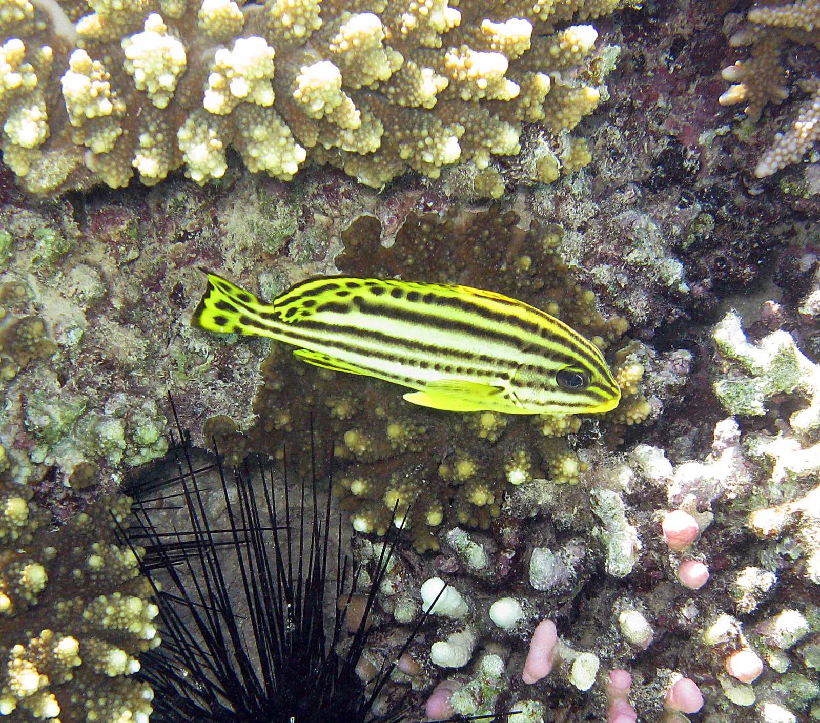 Blackspotted sweetlips (Plectorhinchus gaterinus) – photo