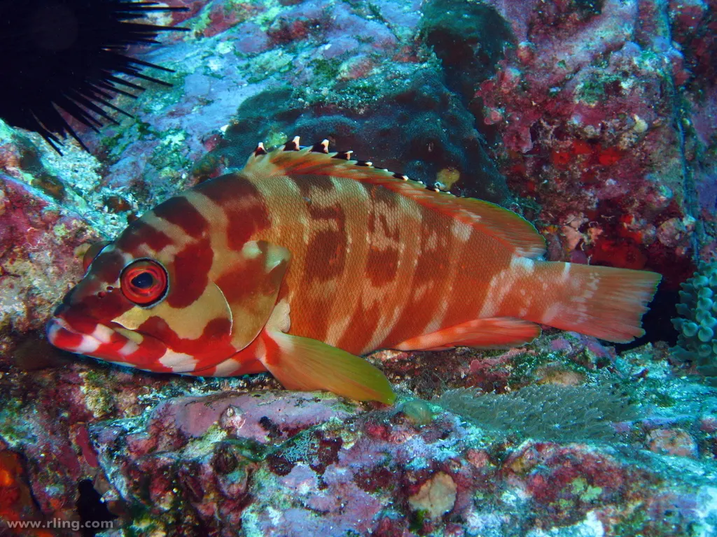 Feketeúszójú sziklasügér (Epinephelus fasciatus) – fotó