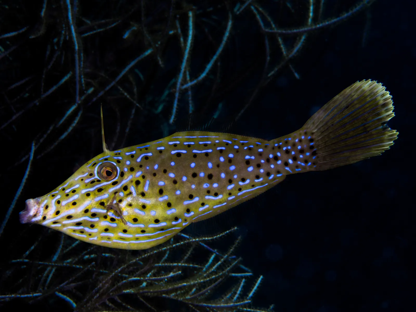 Scrawled filefish (Aluterus scriptus) – photo