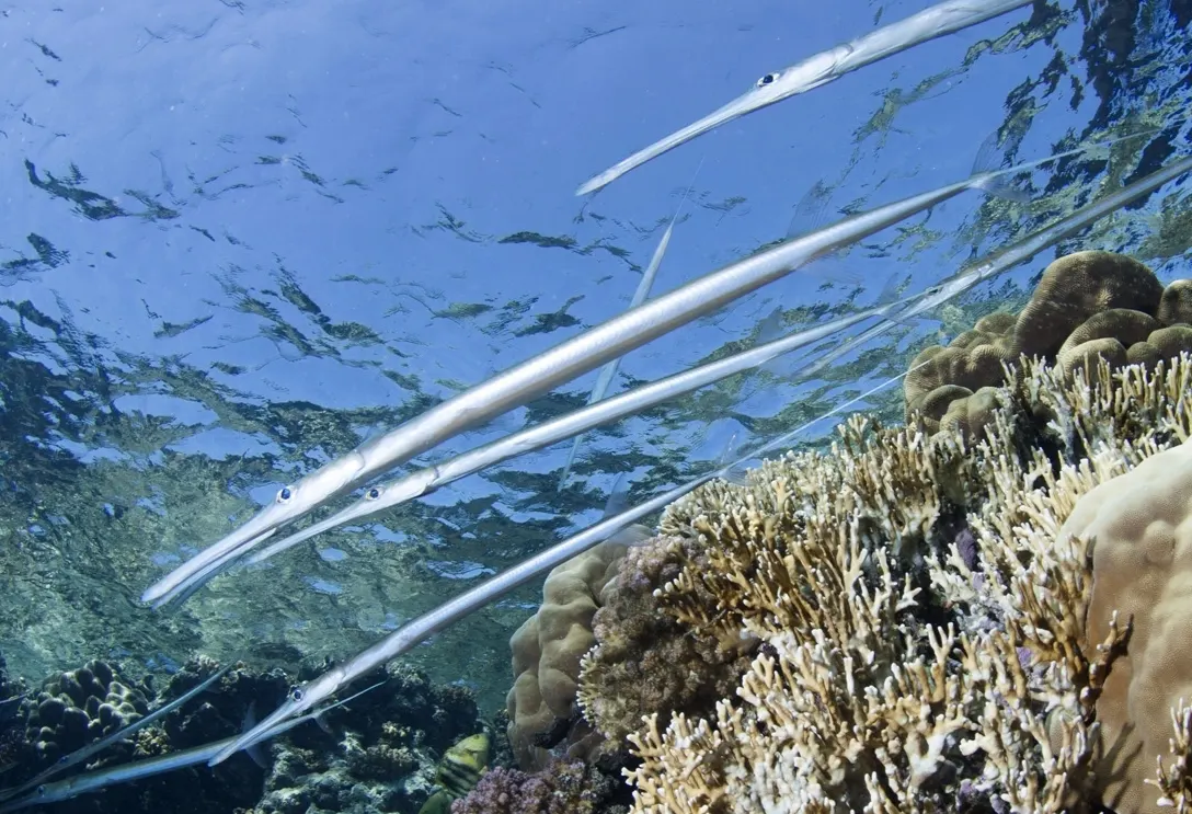 Bluespotted cornetfish (Fistularia commersonii) – photo