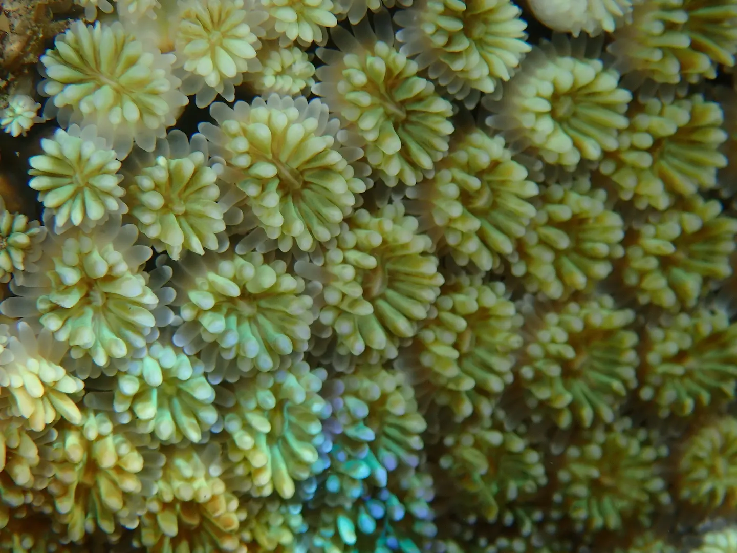 Galaxy coral (Galaxea fascicularis) – photo