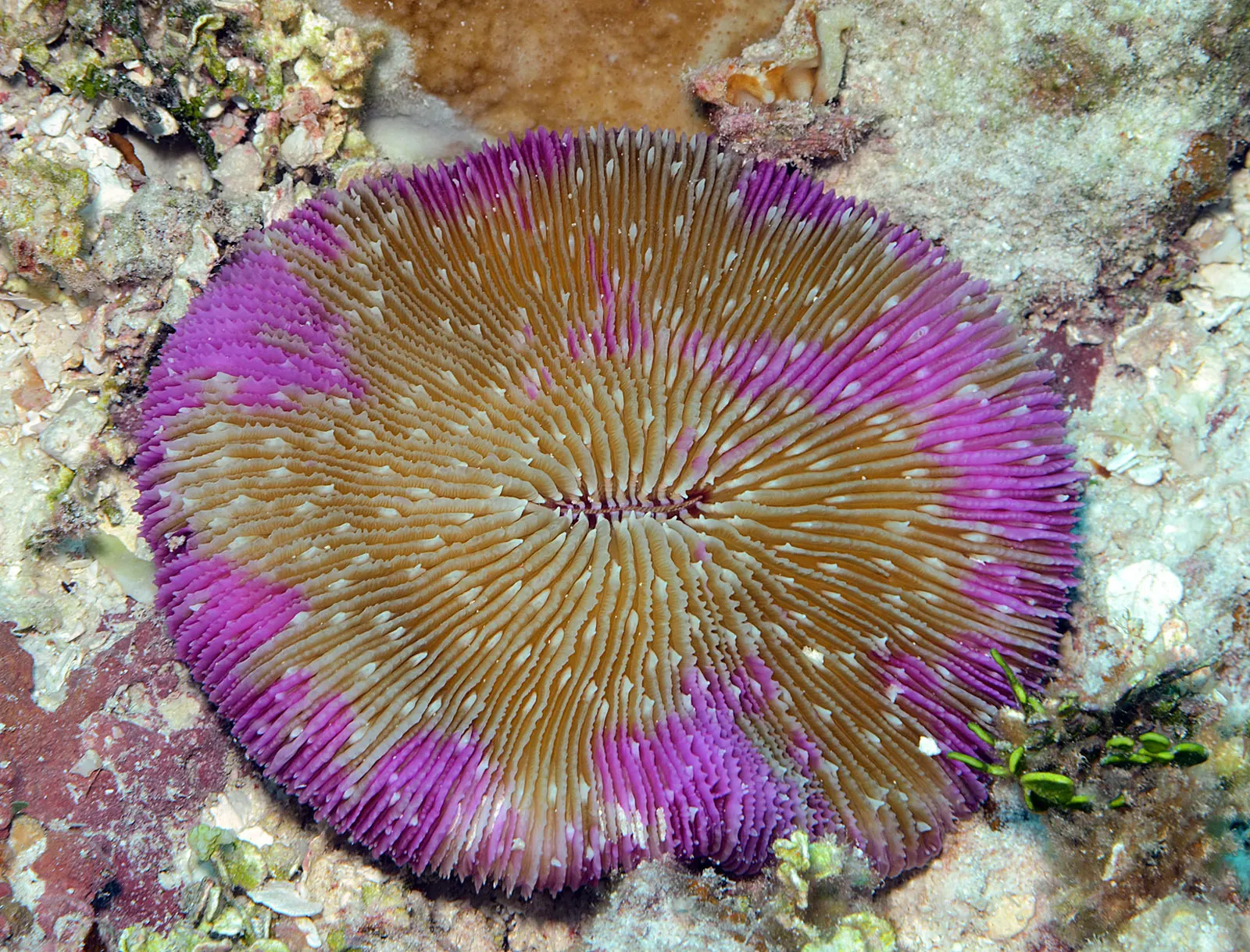 Gombakorall (Fungia fungites) – fotó
