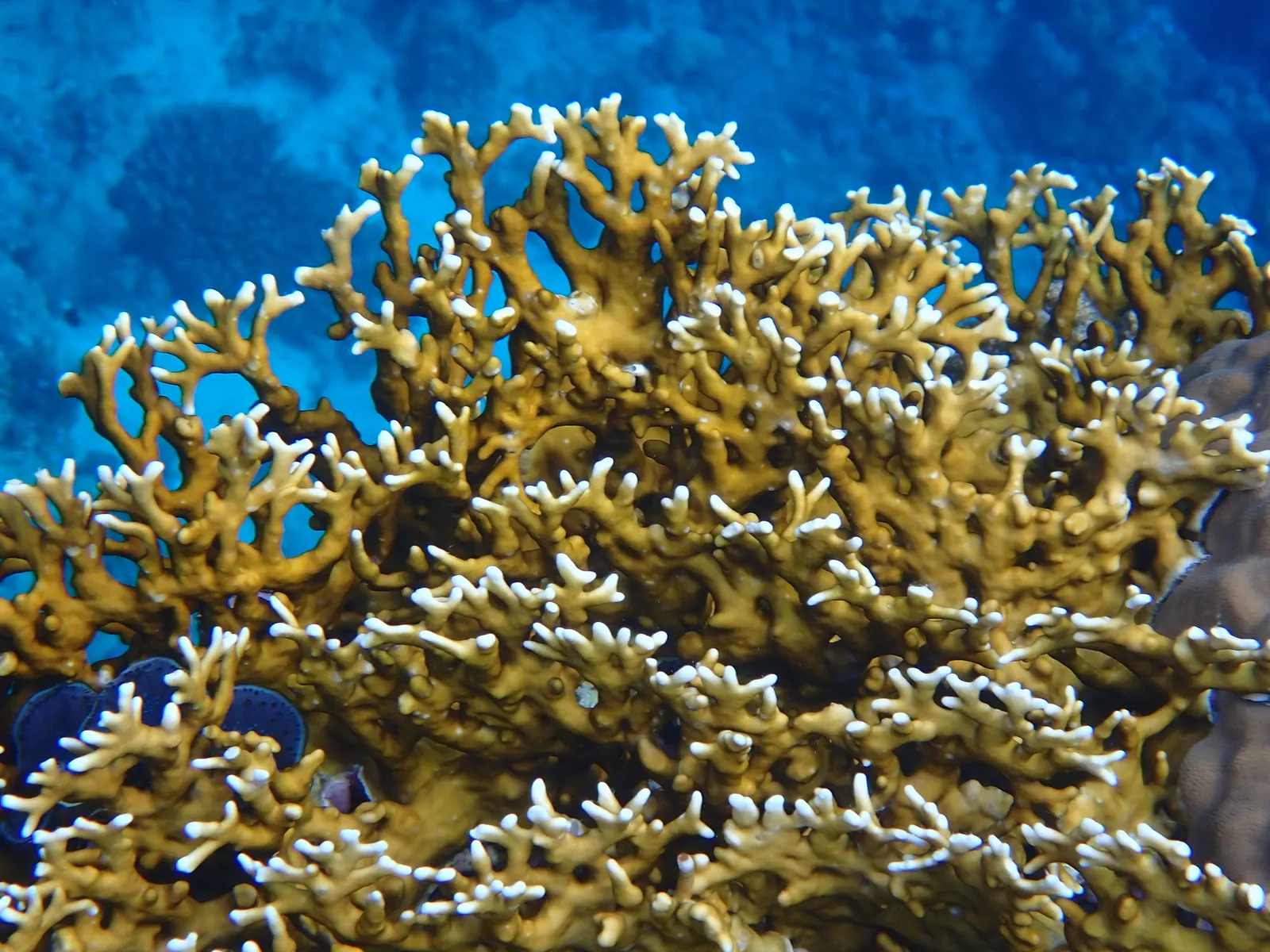 Net fire coral (Millepora dichotoma) – photo
