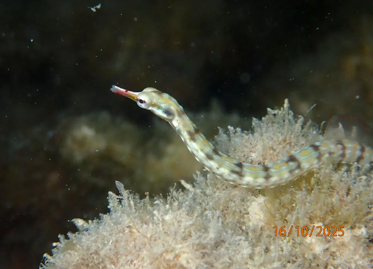 Network pipefish (Corythoichthys flavofasciatus) – photo