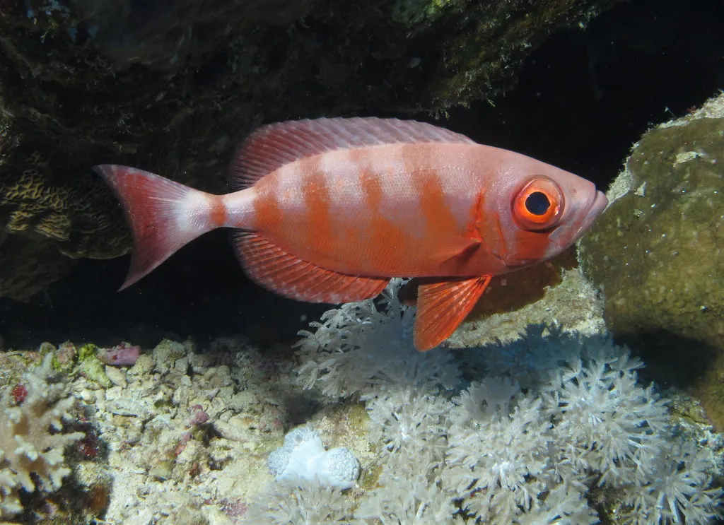 Lunar-tailed bigeye (Priacanthus hamrur) – photo