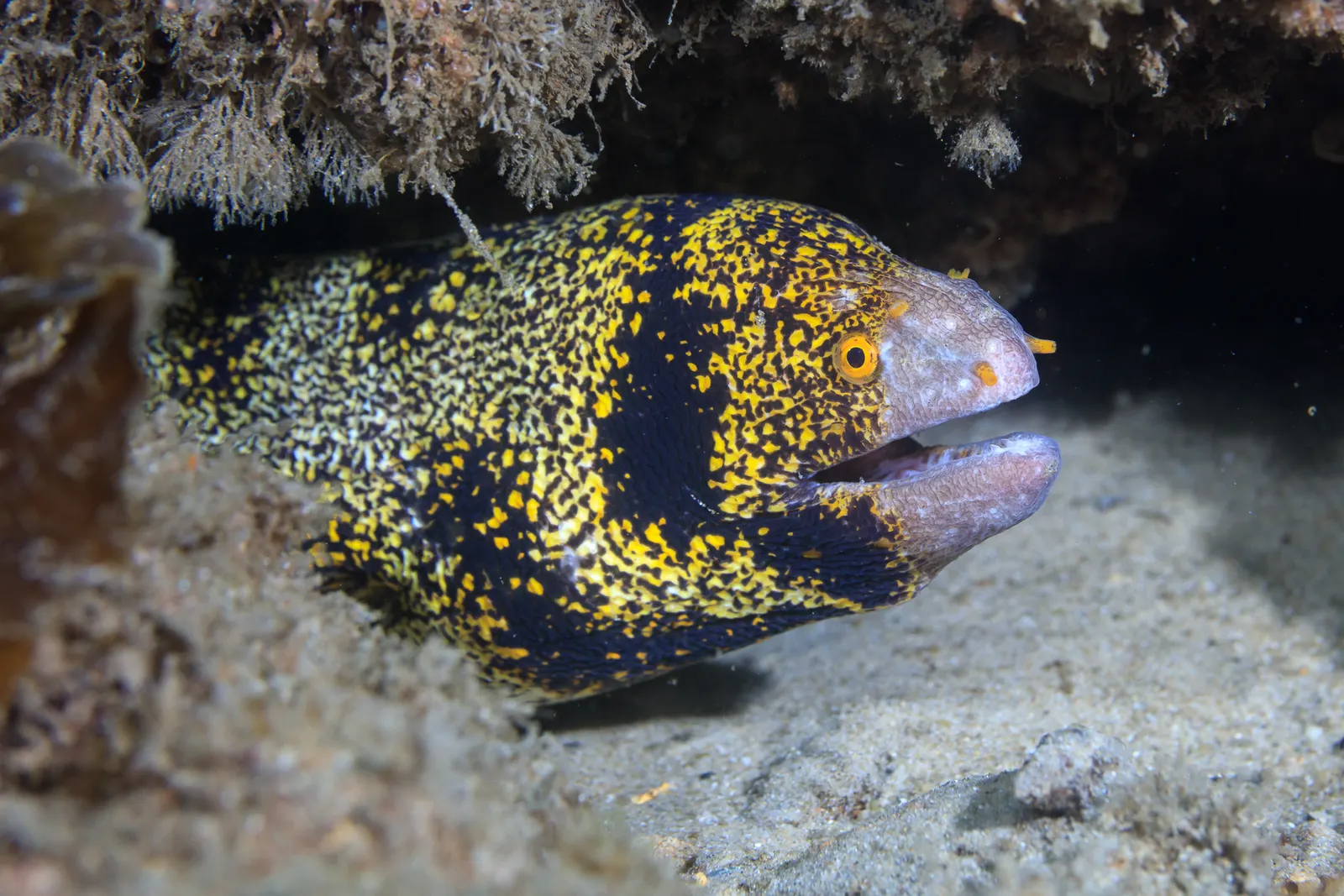 Hópehely-muréna (Echidna nebulosa) – fotó