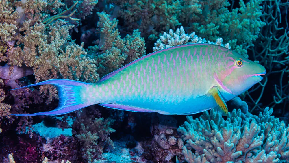Longnose parrotfish (Hipposcarus harid) – photo