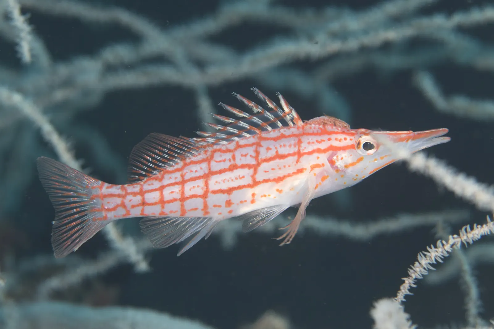 Longnose hawkfish (Oxycirrhites typus) – photo