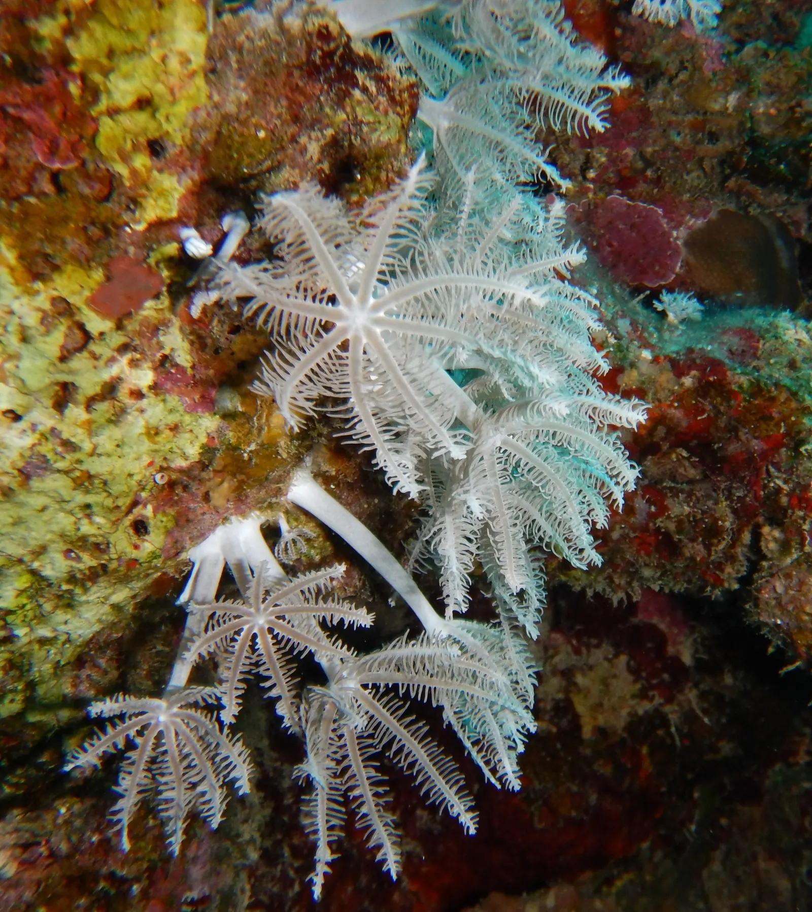 Waving hand coral (Anthelia glauca) – photo