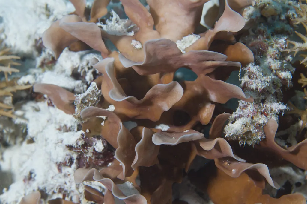 Cactus coral (Pavona cactus) – photo