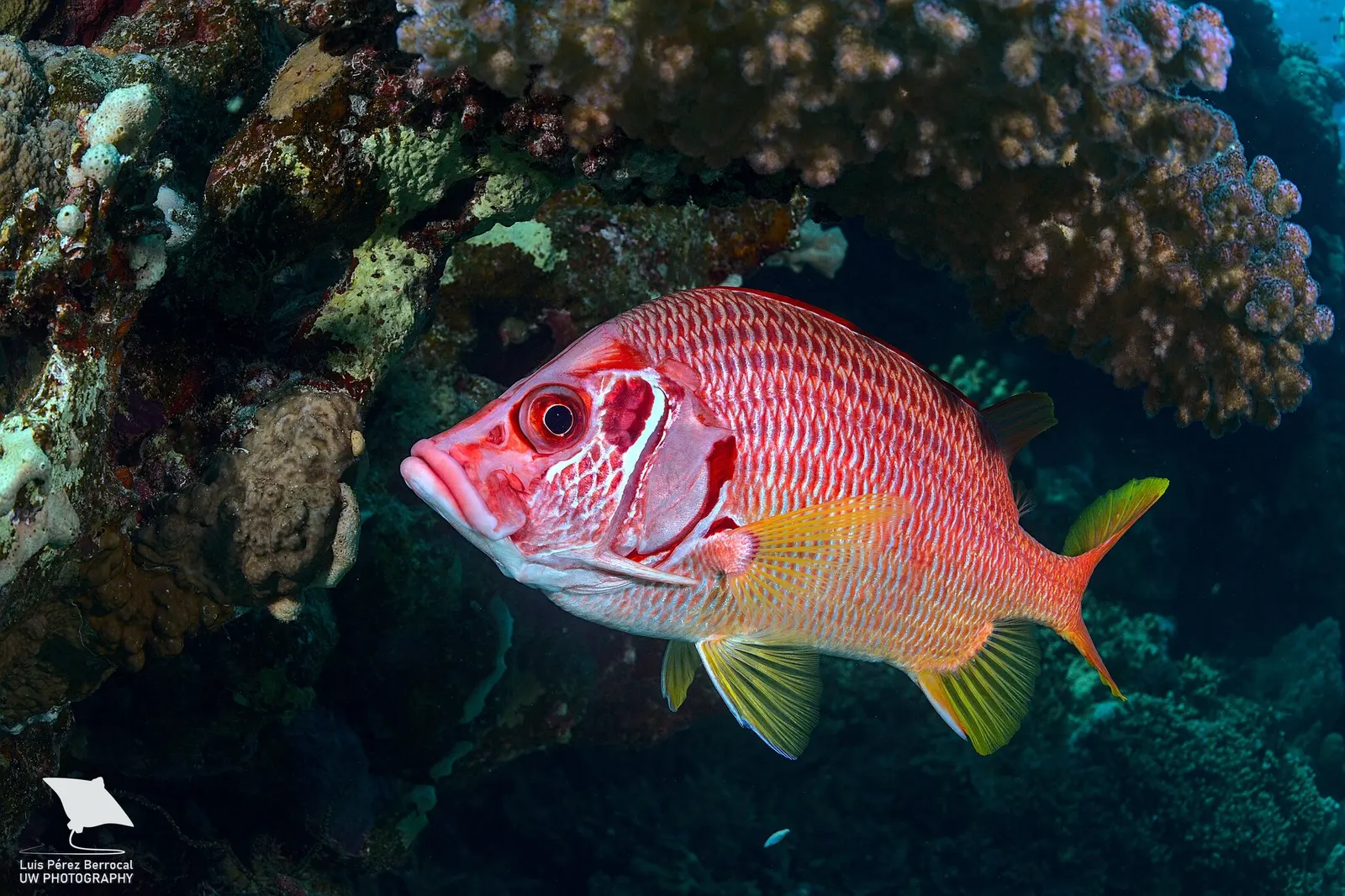 Kardos mókushal (Sargocentron spiniferum) – fotó