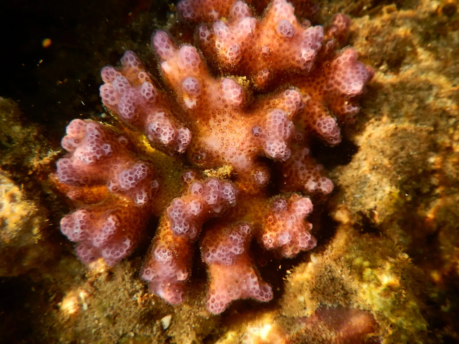 Cauliflower coral (Pocillopora damicornis) – photo