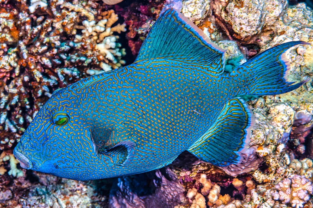 Blue triggerfish (Pseudobalistes fuscus) – photo
