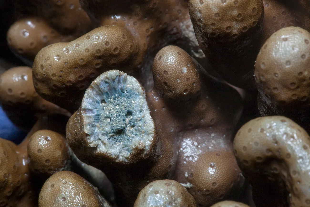 Kék korall (Heliopora coerulea) – fotó