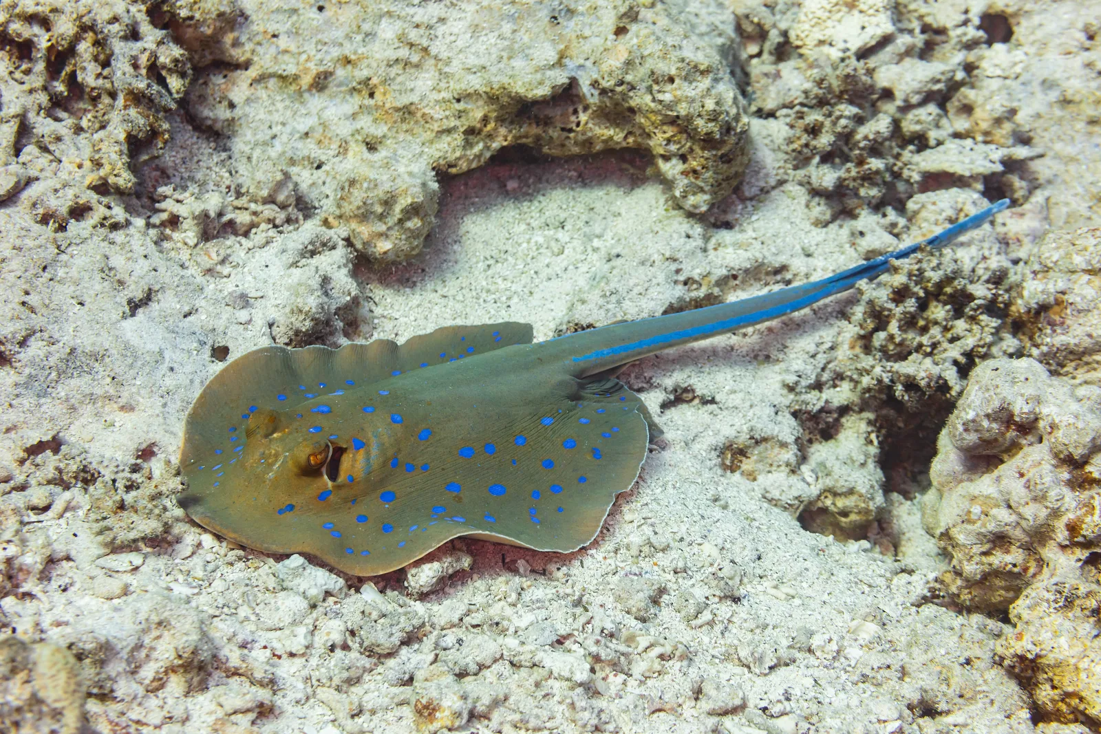 Bluespotted ribbontail ray (Taeniura lymma) – photo