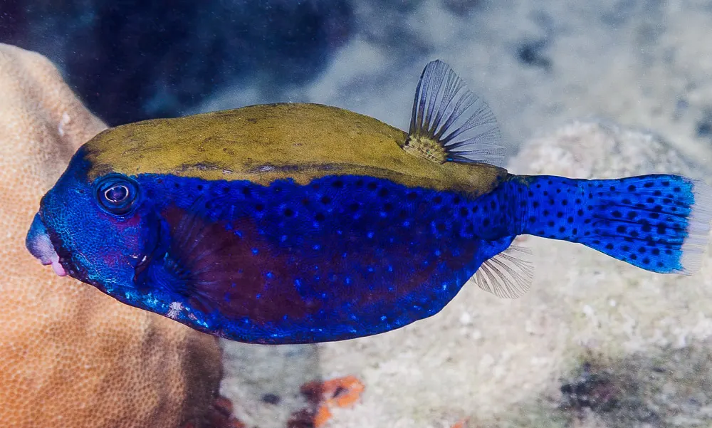Bluetail trunkfish (Ostracion cyanurus) – photo